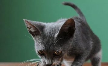 The Good Things Pet Cats Bring