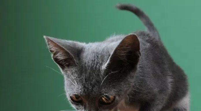 The Good Things Pet Cats Bring