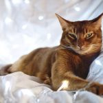 The-Holidays-and-Your-Cat-Health-696×602