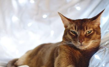 The Holidays and Your Cat’s Health