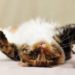 The-Importance-of-Understanding-Your-Cat-696×602