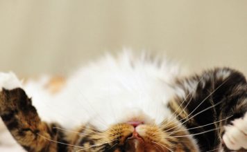 The Importance of Understanding Your Cat