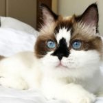The-Munchkin-696×602