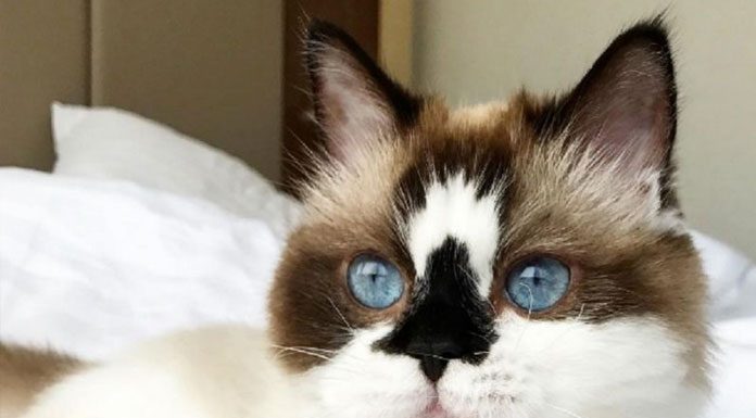 Unusual Cat Breeds