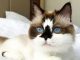 Unusual Cat Breeds
