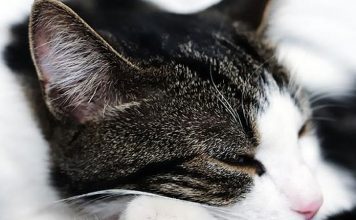 The Red Flags about Cat Heath Care