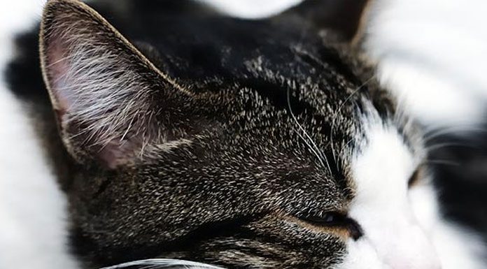 The Red Flags about Cat Heath Care