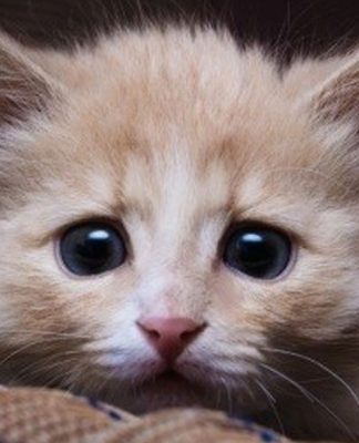 Things To Know About Abused Cats