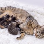 Things-To-Know-Before-Breeding-Your-Cat-696×602