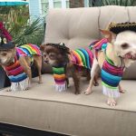 Three-Legged-Dog-Stuck-In-Puppy-Mill-Cage-For-9-Years-Finally-Gets-His-Happily-Ever-After-696×602