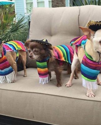 Three-Legged Dog Stuck In Puppy Mill Cage For 9 Years Finally Gets His Happily Ever After