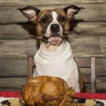 Tips-For-Bringing-Your-Dog-To-A-Thanksgiving-Celebration-696×602