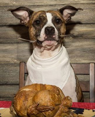 Tips For Bringing Your Dog To A Thanksgiving Celebration