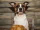 Tips For Bringing Your Dog To A Thanksgiving Celebration