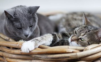 Tips For Introducing Cats