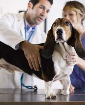 Top 5 Steps To Take When Choosing A Good Vet