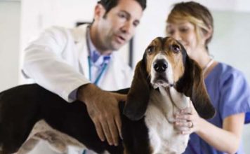 Top 5 Steps To Take When Choosing A Good Vet