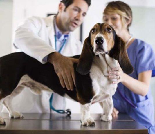 Top 5 Steps To Take When Choosing A Good Vet
