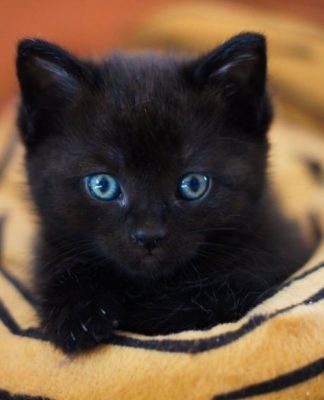 Understanding Your Cat’s 5 Senses