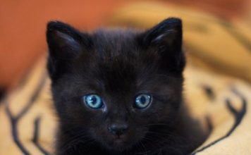 Understanding Your Cat’s 5 Senses