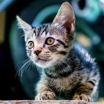 Understanding-Your-Cat’t-Aggressive-Behavior-696×602