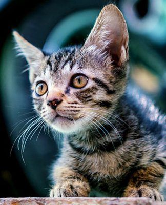 Understanding Your Cat’s Aggressive Behavior