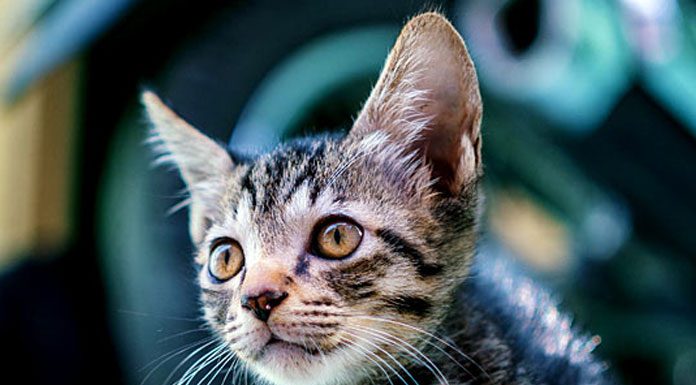 Understanding Your Cat’s Aggressive Behavior