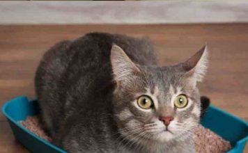 Urinary Tract Infection in Your Cat