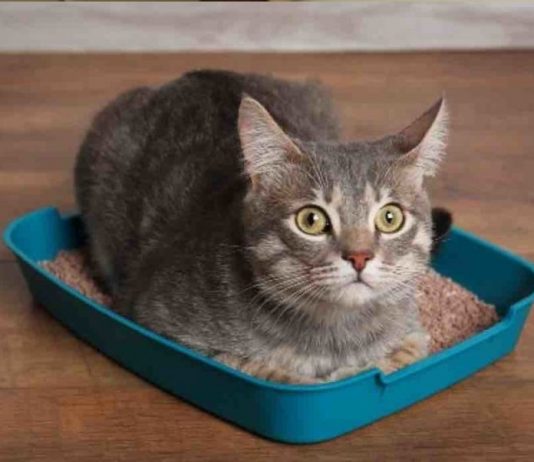 Urinary Tract Infection in Your Cat