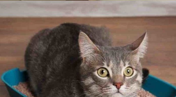 Urinary Tract Infection in Your Cat