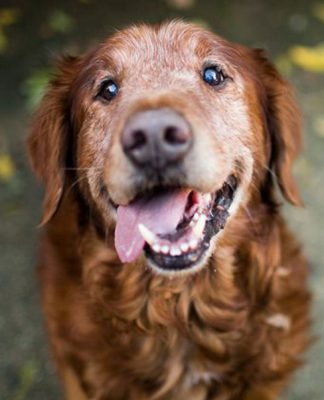 WHY YOU SHOULD OPEN UP YOUR HEART TO A SENIOR DOG THIS NOVEMBER