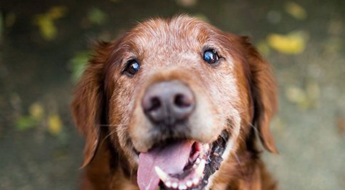 WHY YOU SHOULD OPEN UP YOUR HEART TO A SENIOR DOG THIS NOVEMBER