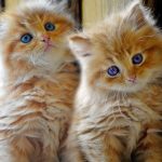 What-You-Need-to-Know-about-Persian-Cat-Care-696×602