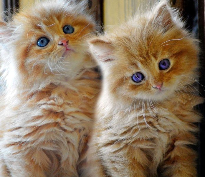 What You Need to Know about Persian Cat Care | Petsourcing