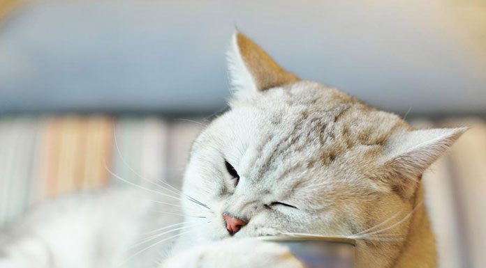 What to Do With a Finicky Cat