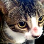 When-is-a-Worm-not-a-Worm-Ring-Worm-and-your-Cat-696×602