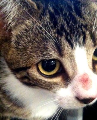 When is a Worm not a Worm? Ring Worm and your Cat