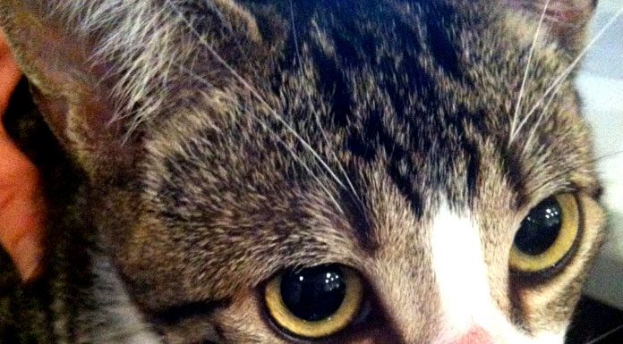 When is a Worm not a Worm? Ring Worm and your Cat