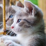 Where-to-Start-When-Looking-for-Holistic-Cat-Care-in-Florida-696×602