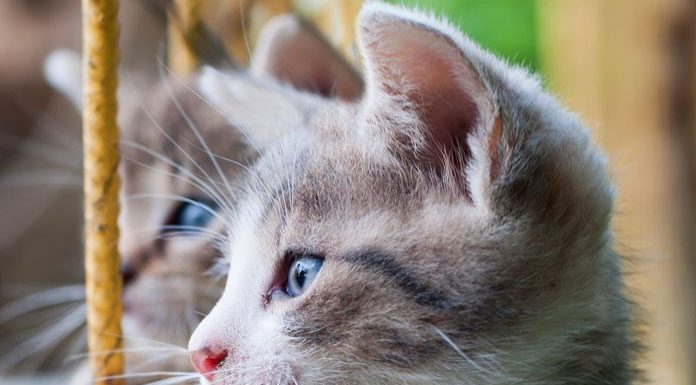 Where to Start When Looking for Holistic Cat Care in Florida
