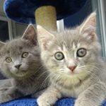 Why-Do-You-Need-Cat-Care-Websites-696×602