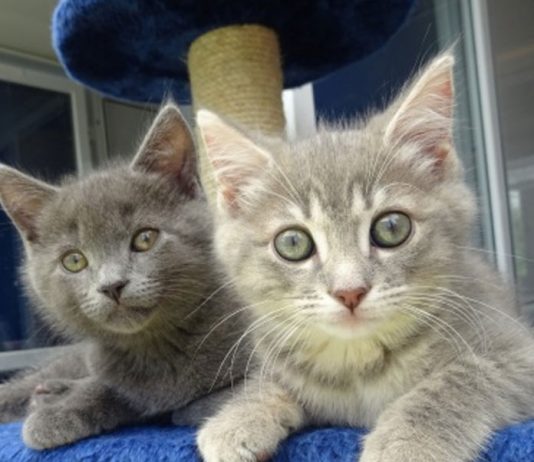 Why Do You Need Cat Care Websites