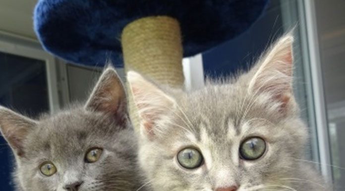 Why Do You Need Cat Care Websites