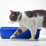 Why-Your-Cat-Won’t-Use-His-Litter-box-696×602