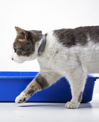 Why Your Cat Won’t Use His Litter box