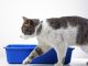Why Your Cat Won’t Use His Litter box