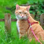 Why-walk-with-your-cat-outdoors-696×602