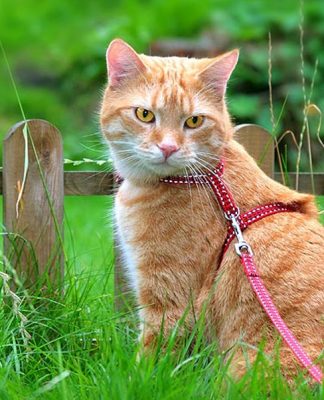 Why walk with your cat outdoors?