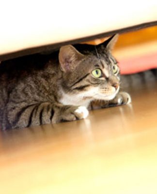 Win Over a Nervous Cat