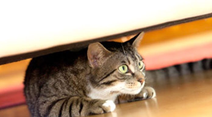 Win Over a Nervous Cat